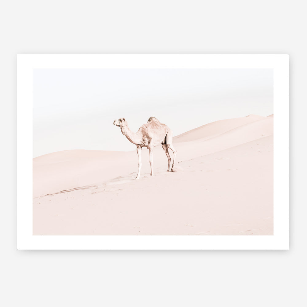 Shop Lone Camel Photo Art Print a Moroccan desert boho themed photography wall art print from The Print Emporium wall artwork collection - Buy Australian made fine art poster and framed prints for the home and your interior decor room, TPE-828-AP