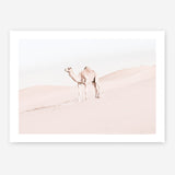 Shop Lone Camel Photo Art Print a Moroccan desert boho themed photography wall art print from The Print Emporium wall artwork collection - Buy Australian made fine art poster and framed prints for the home and your interior decor room, TPE-828-AP