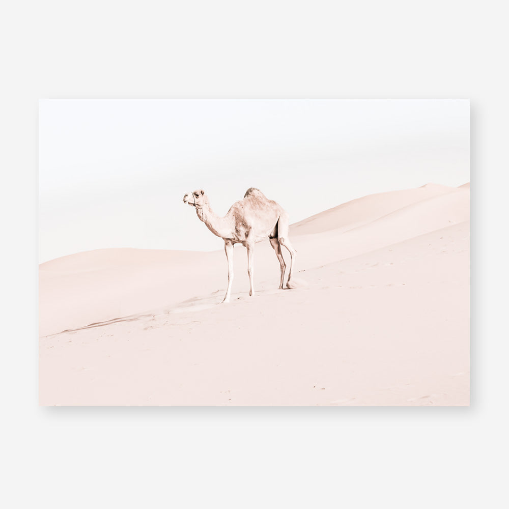Shop Lone Camel Photo Art Print a Moroccan desert boho themed photography wall art print from The Print Emporium wall artwork collection - Buy Australian made fine art poster and framed prints for the home and your interior decor room, TPE-828-AP