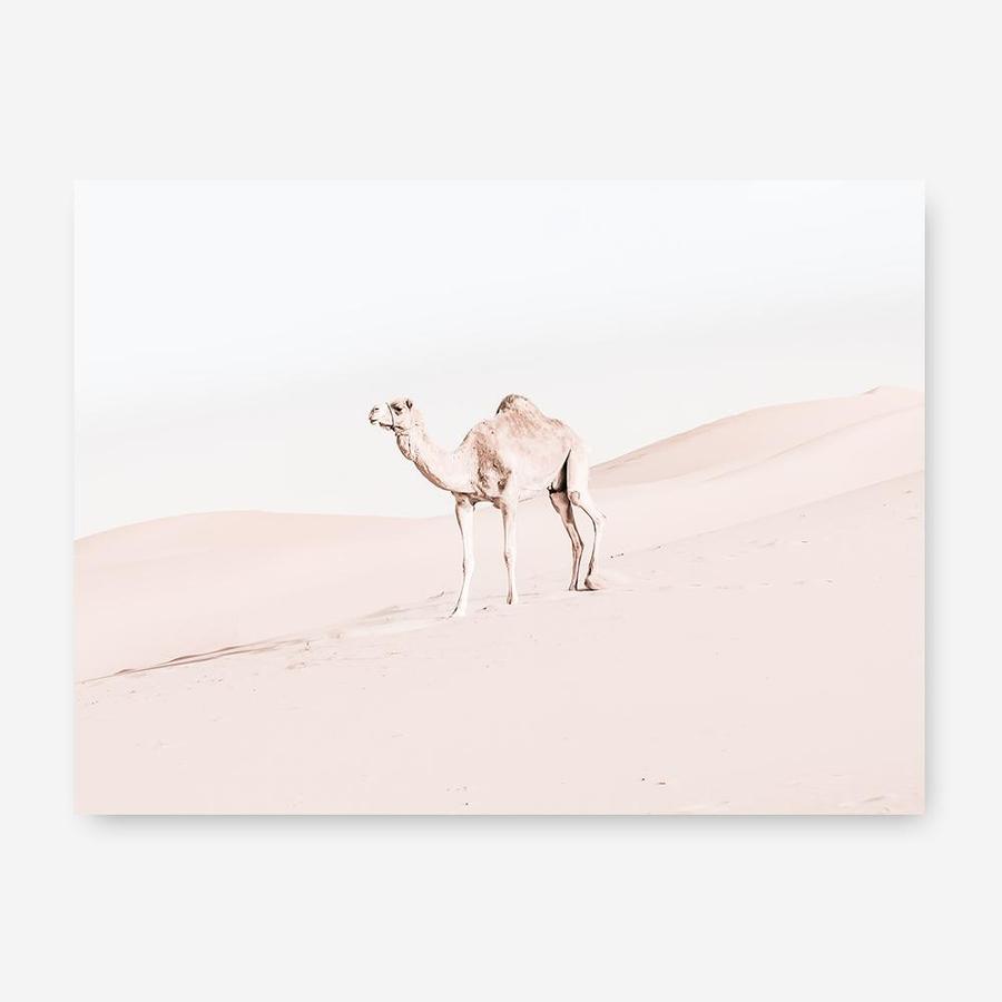 Shop Lone Camel Photo Canvas Print a Moroccan desert boho themed photography framed stretched canvas print from The Print Emporium wall artwork collection - Buy Australian made prints for the home and your interior decor space, TPE-828-CA-35X46-NF