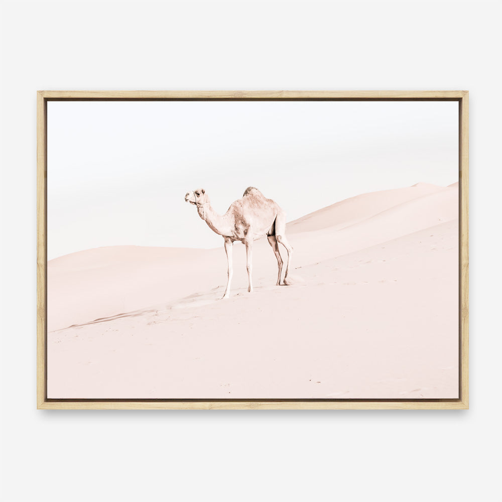 Shop Lone Camel Photo Canvas Print a Moroccan desert boho themed photography framed stretched canvas print from The Print Emporium wall artwork collection - Buy Australian made prints for the home and your interior decor space, TPE-828-CA-35X46-NF