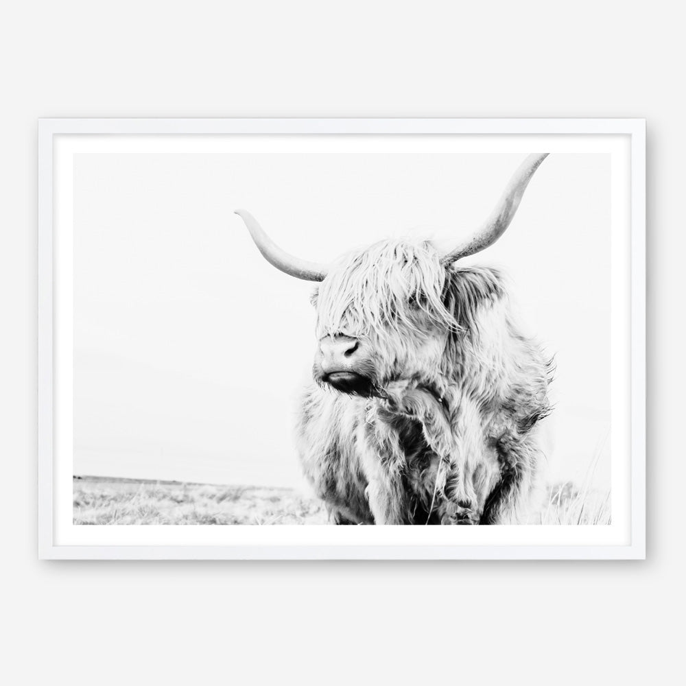 Shop Lone Highland Cow B&W Photo Art Print a photography wall art print from The Print Emporium wall artwork collection - Buy Australian made fine art poster and framed prints for the home and your interior decor room, TPE-536-AP
