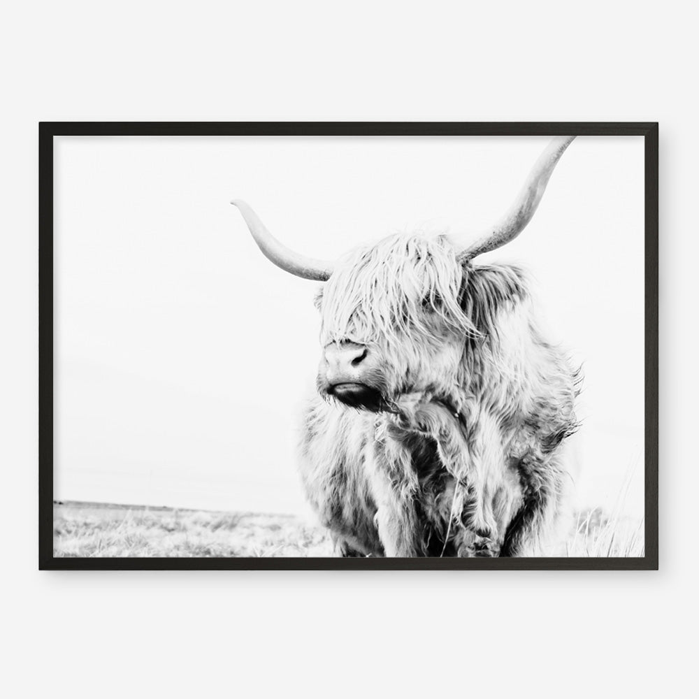 Shop Lone Highland Cow B&W Photo Art Print a photography wall art print from The Print Emporium wall artwork collection - Buy Australian made fine art poster and framed prints for the home and your interior decor room, TPE-536-AP