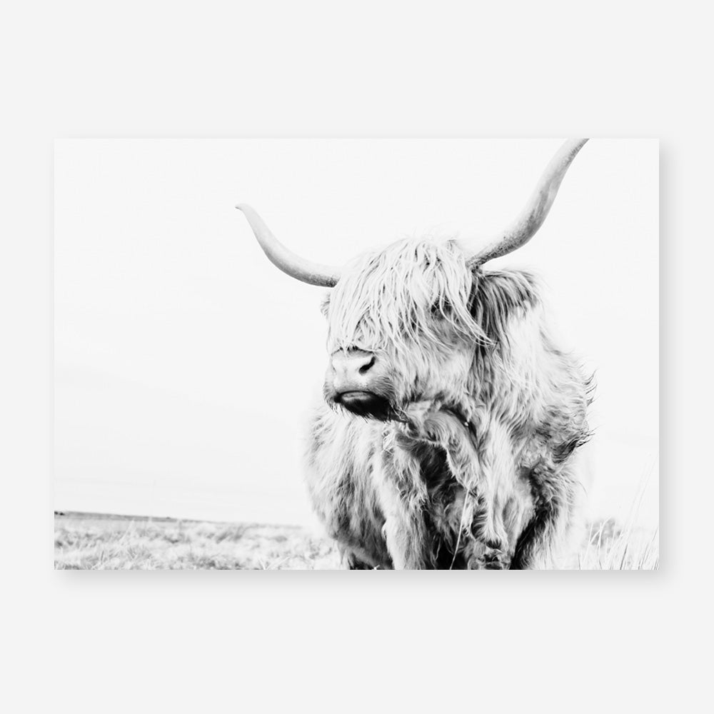 Shop Lone Highland Cow B&W Photo Art Print a photography wall art print from The Print Emporium wall artwork collection - Buy Australian made fine art poster and framed prints for the home and your interior decor room, TPE-536-AP