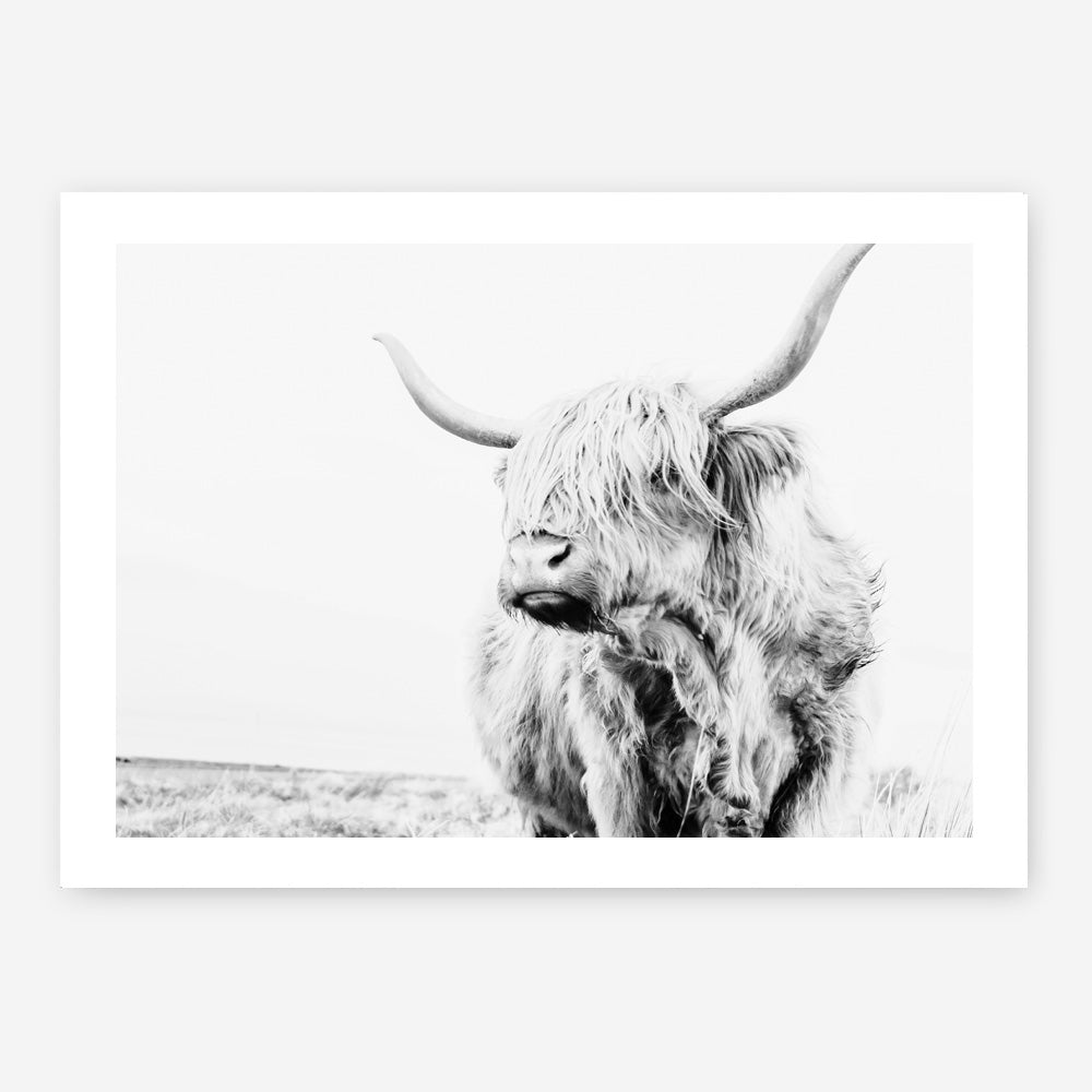 Shop Lone Highland Cow B&W Photo Art Print a photography wall art print from The Print Emporium wall artwork collection - Buy Australian made fine art poster and framed prints for the home and your interior decor room, TPE-536-AP