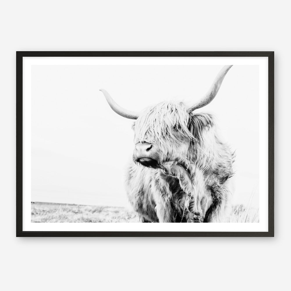 Shop Lone Highland Cow B&W Photo Art Print a photography wall art print from The Print Emporium wall artwork collection - Buy Australian made fine art poster and framed prints for the home and your interior decor room, TPE-536-AP