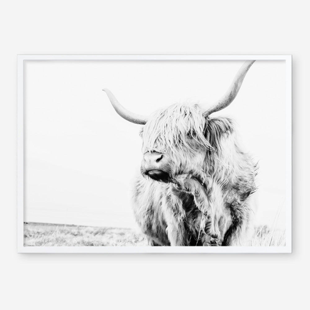 Shop Lone Highland Cow B&W Photo Art Print a photography wall art print from The Print Emporium wall artwork collection - Buy Australian made fine art poster and framed prints for the home and your interior decor room, TPE-536-AP