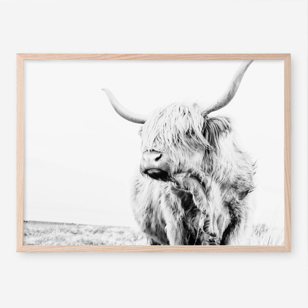 Shop Lone Highland Cow B&W Photo Art Print a photography wall art print from The Print Emporium wall artwork collection - Buy Australian made fine art poster and framed prints for the home and your interior decor room, TPE-536-AP