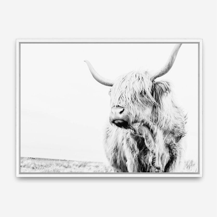 Shop Lone Highland Cow B&W Photo Canvas Print a photography framed stretched canvas print from The Print Emporium wall artwork collection - Buy Australian made prints for the home and your interior decor space, TPE-536-CA-35X46-NF