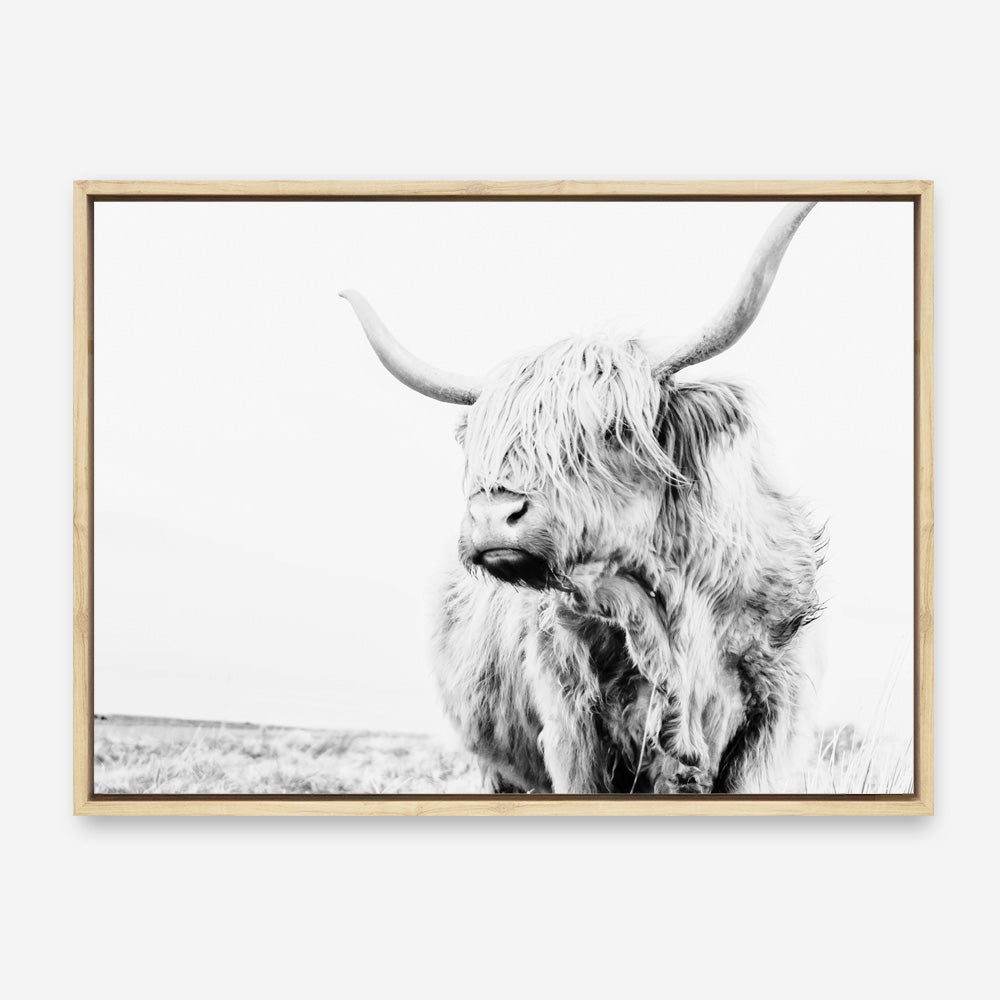 Shop Lone Highland Cow B&W Photo Canvas Print a photography framed stretched canvas print from The Print Emporium wall artwork collection - Buy Australian made prints for the home and your interior decor space, TPE-536-CA-35X46-NF