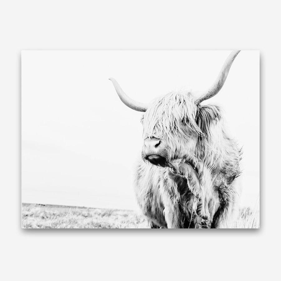 Shop Lone Highland Cow B&W Photo Canvas Print a photography framed stretched canvas print from The Print Emporium wall artwork collection - Buy Australian made prints for the home and your interior decor space, TPE-536-CA-35X46-NF