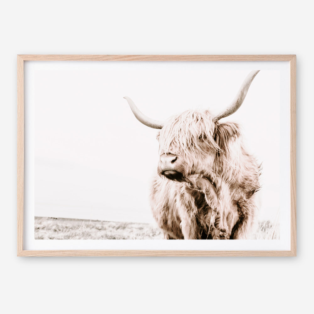Shop Lone Highland Cow Photo Art Print a photography wall art print from The Print Emporium wall artwork collection - Buy Australian made fine art poster and framed prints for the home and your interior decor room, TPE-537-AP