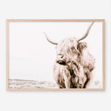 Shop Lone Highland Cow Photo Art Print a photography wall art print from The Print Emporium wall artwork collection - Buy Australian made fine art poster and framed prints for the home and your interior decor room, TPE-537-AP
