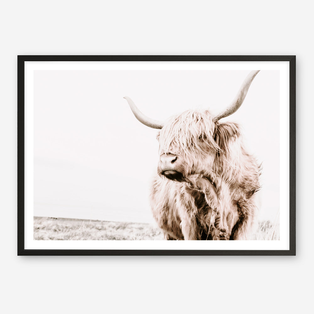 Shop Lone Highland Cow Photo Art Print a photography wall art print from The Print Emporium wall artwork collection - Buy Australian made fine art poster and framed prints for the home and your interior decor room, TPE-537-AP