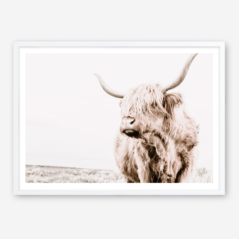 Shop Lone Highland Cow Photo Art Print a photography wall art print from The Print Emporium wall artwork collection - Buy Australian made fine art poster and framed prints for the home and your interior decor room, TPE-537-AP