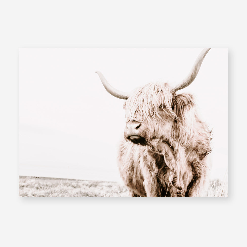 Shop Lone Highland Cow Photo Art Print a photography wall art print from The Print Emporium wall artwork collection - Buy Australian made fine art poster and framed prints for the home and your interior decor room, TPE-537-AP