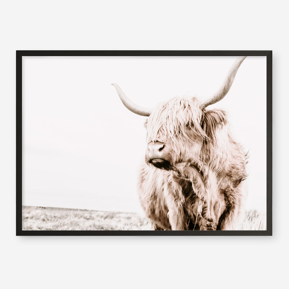 Shop Lone Highland Cow Photo Art Print a photography wall art print from The Print Emporium wall artwork collection - Buy Australian made fine art poster and framed prints for the home and your interior decor room, TPE-537-AP