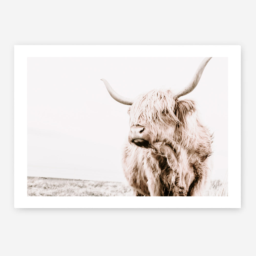 Shop Lone Highland Cow Photo Art Print a photography wall art print from The Print Emporium wall artwork collection - Buy Australian made fine art poster and framed prints for the home and your interior decor room, TPE-537-AP