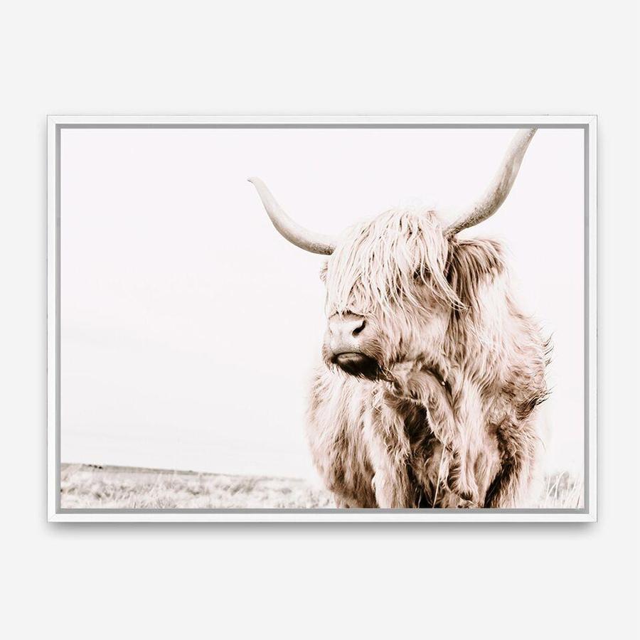 Shop Lone Highland Cow Photo Canvas Print a photography framed stretched canvas print from The Print Emporium wall artwork collection - Buy Australian made prints for the home and your interior decor space, TPE-537-CA-35X46-NF