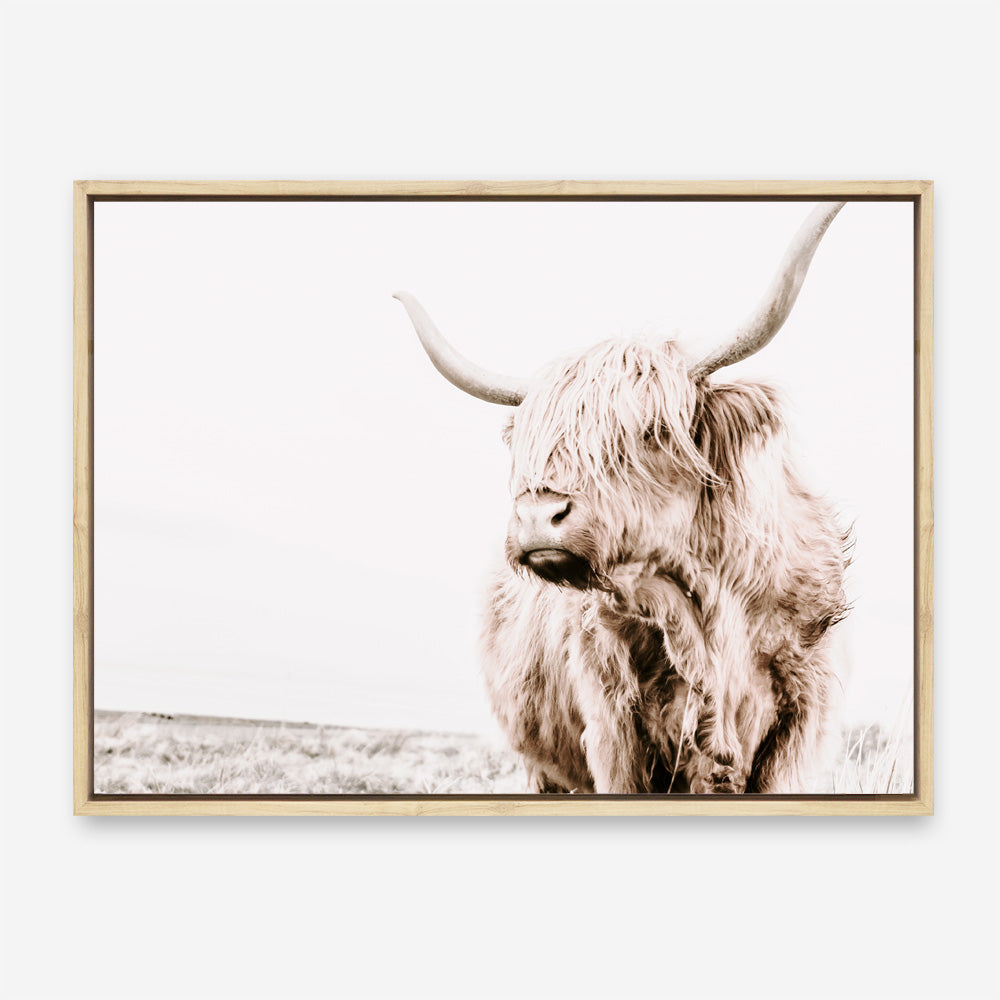 Shop Lone Highland Cow Photo Canvas Print a photography framed stretched canvas print from The Print Emporium wall artwork collection - Buy Australian made prints for the home and your interior decor space, TPE-537-CA-35X46-NF