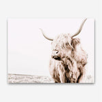 Shop Lone Highland Cow Photo Canvas Print a photography framed stretched canvas print from The Print Emporium wall artwork collection - Buy Australian made prints for the home and your interior decor space, TPE-537-CA-35X46-NF
