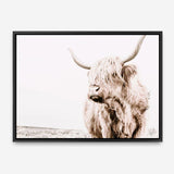 Shop Lone Highland Cow Photo Canvas Print a photography framed stretched canvas print from The Print Emporium wall artwork collection - Buy Australian made prints for the home and your interior decor space, TPE-537-CA-35X46-NF