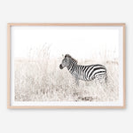 Shop Lone Zebra Photo Art Print a photography wall art print from The Print Emporium wall artwork collection - Buy Australian made fine art poster and framed prints for the home and your interior decor room, TPE-880-AP