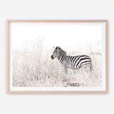 Shop Lone Zebra Photo Art Print a photography wall art print from The Print Emporium wall artwork collection - Buy Australian made fine art poster and framed prints for the home and your interior decor room, TPE-880-AP