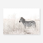Shop Lone Zebra Photo Art Print a photography wall art print from The Print Emporium wall artwork collection - Buy Australian made fine art poster and framed prints for the home and your interior decor room, TPE-880-AP