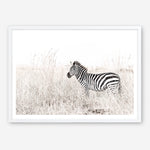 Shop Lone Zebra Photo Art Print a photography wall art print from The Print Emporium wall artwork collection - Buy Australian made fine art poster and framed prints for the home and your interior decor room, TPE-880-AP