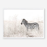 Shop Lone Zebra Photo Art Print a photography wall art print from The Print Emporium wall artwork collection - Buy Australian made fine art poster and framed prints for the home and your interior decor room, TPE-880-AP