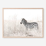 Shop Lone Zebra Photo Art Print a photography wall art print from The Print Emporium wall artwork collection - Buy Australian made fine art poster and framed prints for the home and your interior decor room, TPE-880-AP