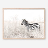 Shop Lone Zebra Photo Art Print a photography wall art print from The Print Emporium wall artwork collection - Buy Australian made fine art poster and framed prints for the home and your interior decor room, TPE-880-AP