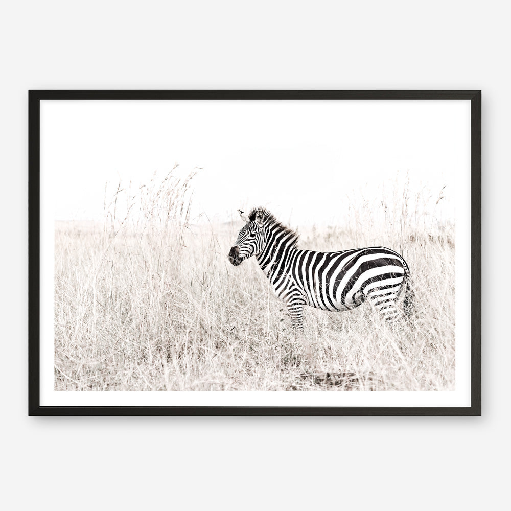 Shop Lone Zebra Photo Art Print a photography wall art print from The Print Emporium wall artwork collection - Buy Australian made fine art poster and framed prints for the home and your interior decor room, TPE-880-AP