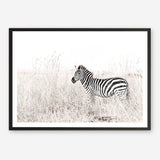 Shop Lone Zebra Photo Art Print a photography wall art print from The Print Emporium wall artwork collection - Buy Australian made fine art poster and framed prints for the home and your interior decor room, TPE-880-AP