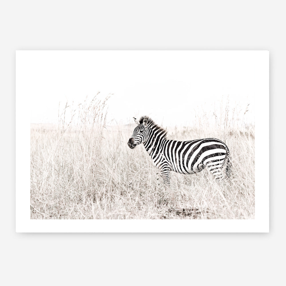 Shop Lone Zebra Photo Art Print a photography wall art print from The Print Emporium wall artwork collection - Buy Australian made fine art poster and framed prints for the home and your interior decor room, TPE-880-AP