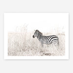 Shop Lone Zebra Photo Art Print a photography wall art print from The Print Emporium wall artwork collection - Buy Australian made fine art poster and framed prints for the home and your interior decor room, TPE-880-AP