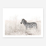 Shop Lone Zebra Photo Art Print a photography wall art print from The Print Emporium wall artwork collection - Buy Australian made fine art poster and framed prints for the home and your interior decor room, TPE-880-AP