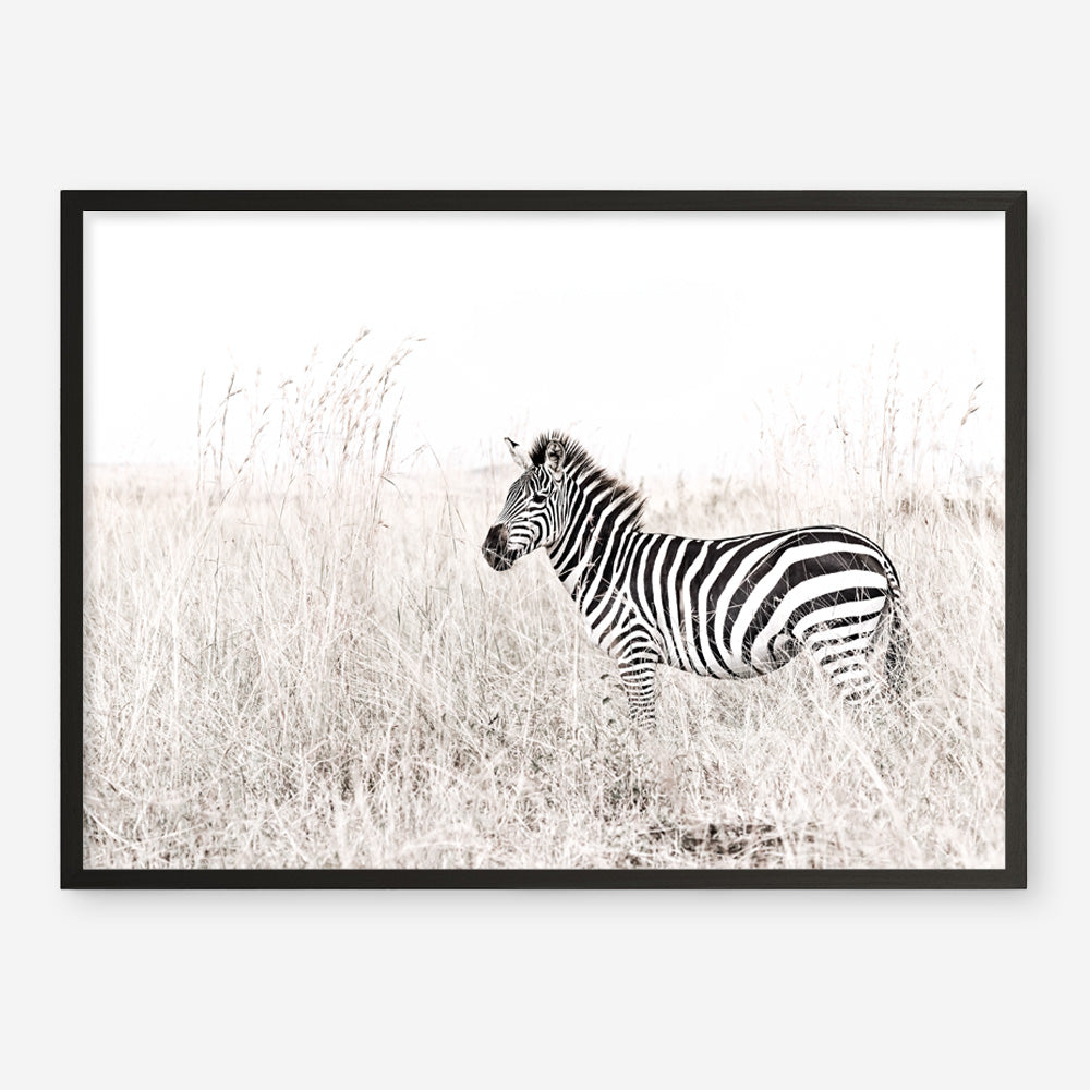Shop Lone Zebra Photo Art Print a photography wall art print from The Print Emporium wall artwork collection - Buy Australian made fine art poster and framed prints for the home and your interior decor room, TPE-880-AP