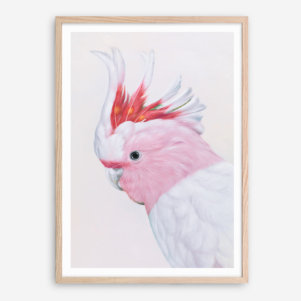 Shop Matilda The Major Mitchell Cockatoo Art Print a painted bird themed wall art print from The Print Emporium wall artwork collection - Buy Australian made fine art painting style poster and framed prints for the home and your interior decor room, TPE-203-AP