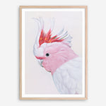 Shop Matilda The Major Mitchell Cockatoo Art Print a painted bird themed wall art print from The Print Emporium wall artwork collection - Buy Australian made fine art painting style poster and framed prints for the home and your interior decor room, TPE-203-AP