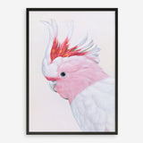 Shop Matilda The Major Mitchell Cockatoo Art Print a painted bird themed wall art print from The Print Emporium wall artwork collection - Buy Australian made fine art painting style poster and framed prints for the home and your interior decor room, TPE-203-AP