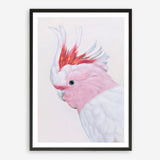 Shop Matilda The Major Mitchell Cockatoo Art Print a painted bird themed wall art print from The Print Emporium wall artwork collection - Buy Australian made fine art painting style poster and framed prints for the home and your interior decor room, TPE-203-AP