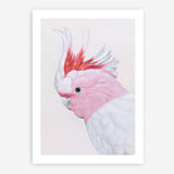 Shop Matilda The Major Mitchell Cockatoo Art Print a painted bird themed wall art print from The Print Emporium wall artwork collection - Buy Australian made fine art painting style poster and framed prints for the home and your interior decor room, TPE-203-AP