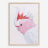 Shop Matilda The Major Mitchell Cockatoo Art Print a painted bird themed wall art print from The Print Emporium wall artwork collection - Buy Australian made fine art painting style poster and framed prints for the home and your interior decor room, TPE-203-AP