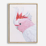 Shop Matilda The Major Mitchell Cockatoo Canvas Print a painted bird themed framed canvas wall art print from The Print Emporium artwork collection - Buy Australian made fine art painting style stretched canvas prints for the home and your interior decor space, TPE-203-CA-35X46-NF