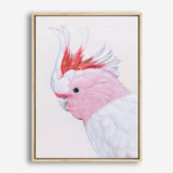 Shop Matilda The Major Mitchell Cockatoo Canvas Print a painted bird themed framed canvas wall art print from The Print Emporium artwork collection - Buy Australian made fine art painting style stretched canvas prints for the home and your interior decor space, TPE-203-CA-35X46-NF