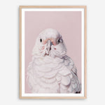 Shop Milly The Umbrella Cockatoo - Pink Art Print a painted bird themed wall art print from The Print Emporium wall artwork collection - Buy Australian made fine art painting style poster and framed prints for the home and your interior decor room, TPE-244-AP