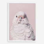 Shop Milly The Umbrella Cockatoo - Pink Art Print a painted bird themed wall art print from The Print Emporium wall artwork collection - Buy Australian made fine art painting style poster and framed prints for the home and your interior decor room, TPE-244-AP
