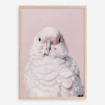 Shop Milly The Umbrella Cockatoo - Pink Art Print a painted bird themed wall art print from The Print Emporium wall artwork collection - Buy Australian made fine art painting style poster and framed prints for the home and your interior decor room, TPE-244-AP